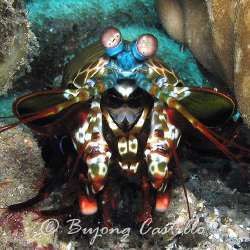 Mantis Shrimp - Taken at Kirby's Rock divesite in Anilao ... by Arthur Castillo 